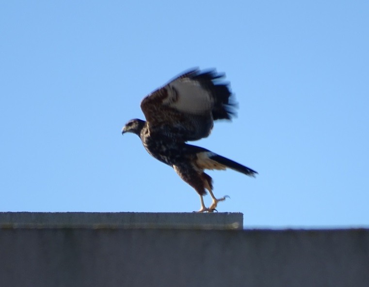 Harris's Hawk - ML196137991