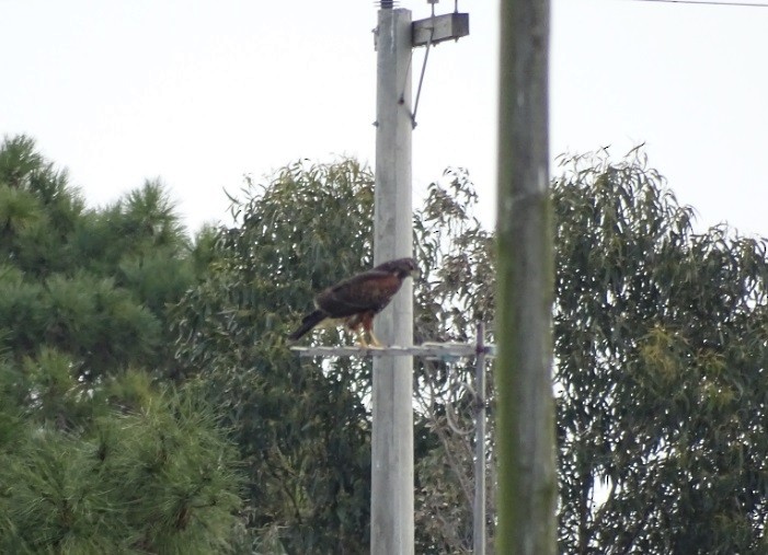 Harris's Hawk - Matías Pretelli