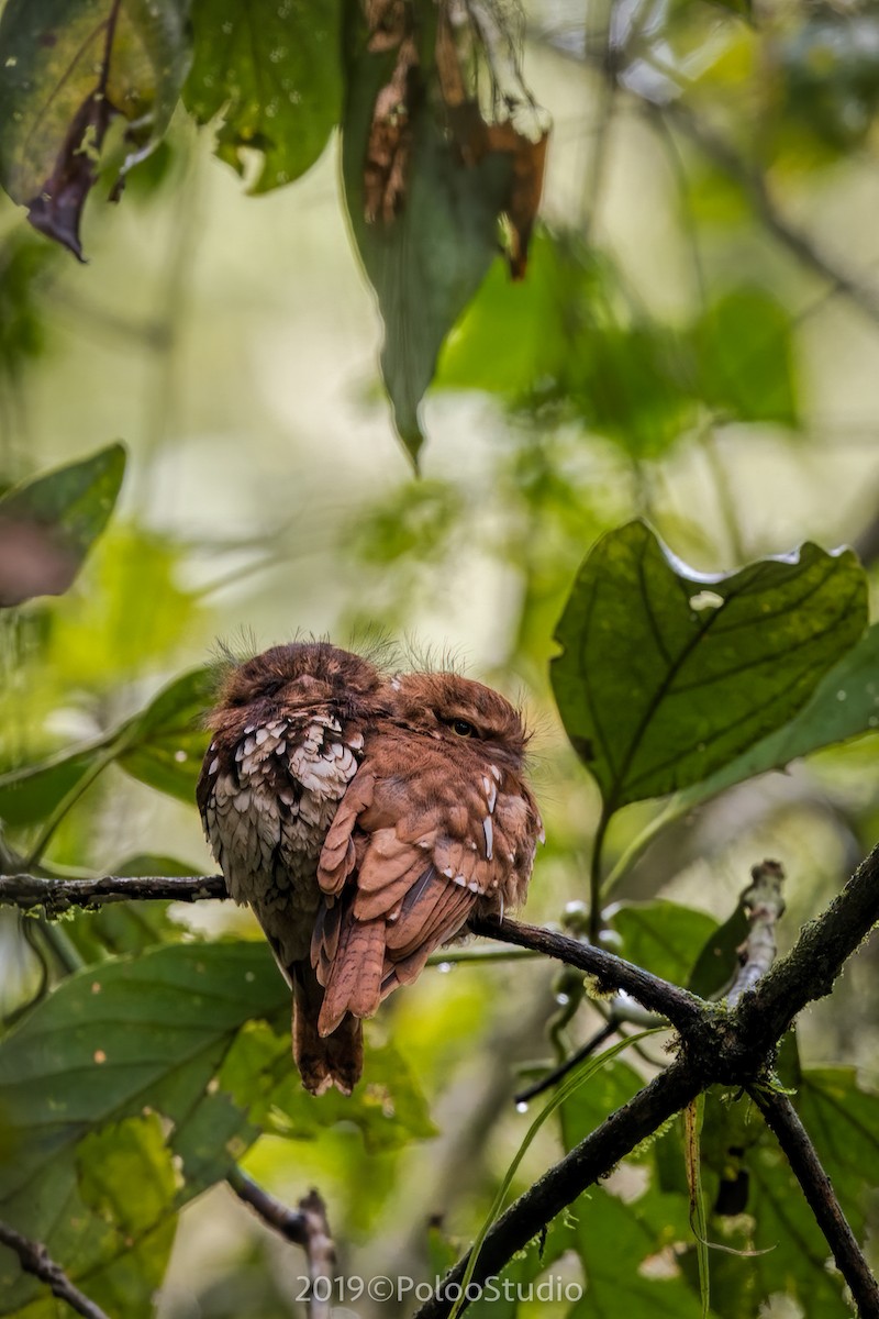 Sumatran Frogmouth - ML196138141