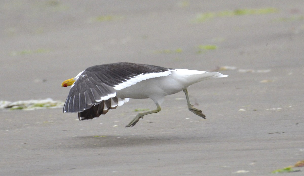 Kelp Gull - ML196139551