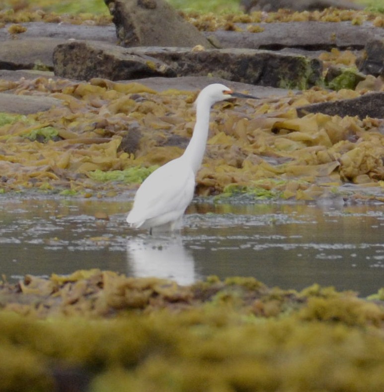Snowy Egret - ML196139581