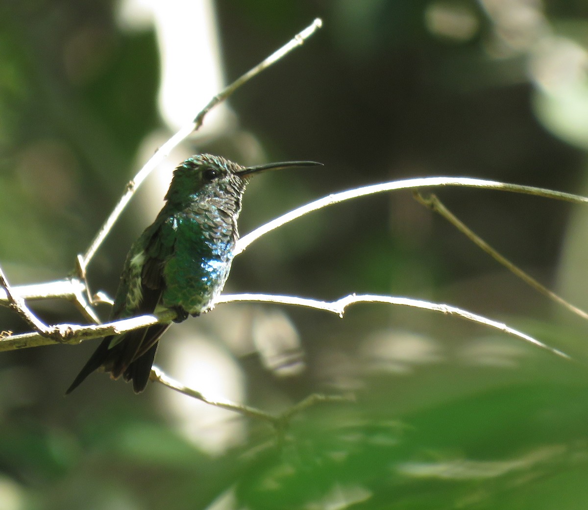 Shining-green Hummingbird - ML196140421