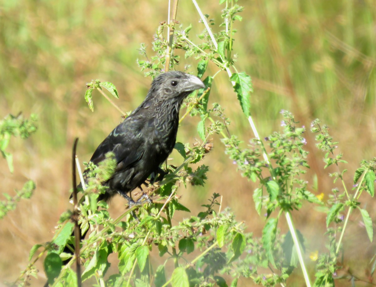 Groove-billed Ani - Iván Lau