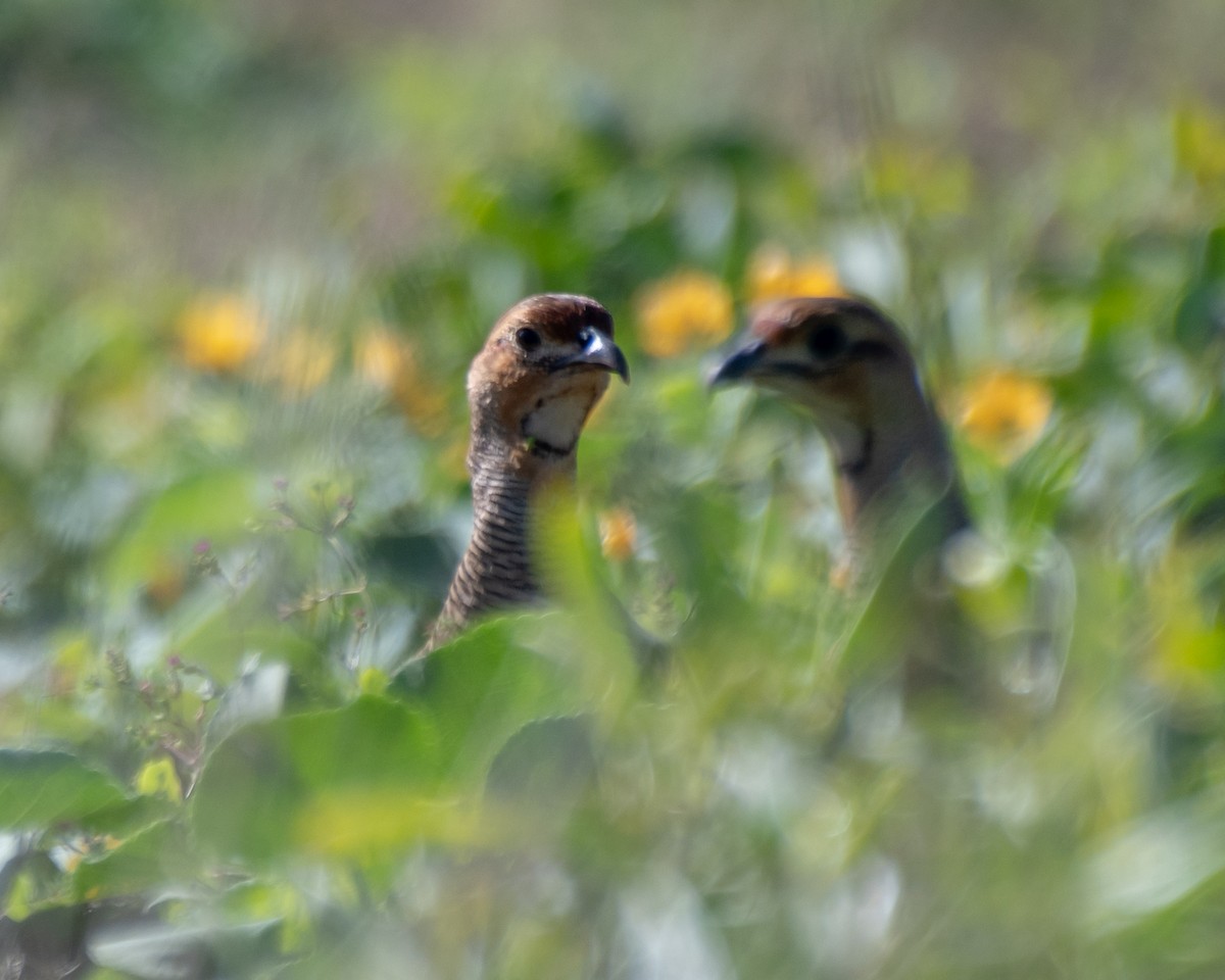 Gray Francolin - ML196142261