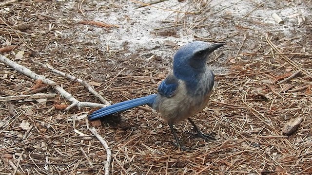 Florida Scrub-Jay - ML196143071