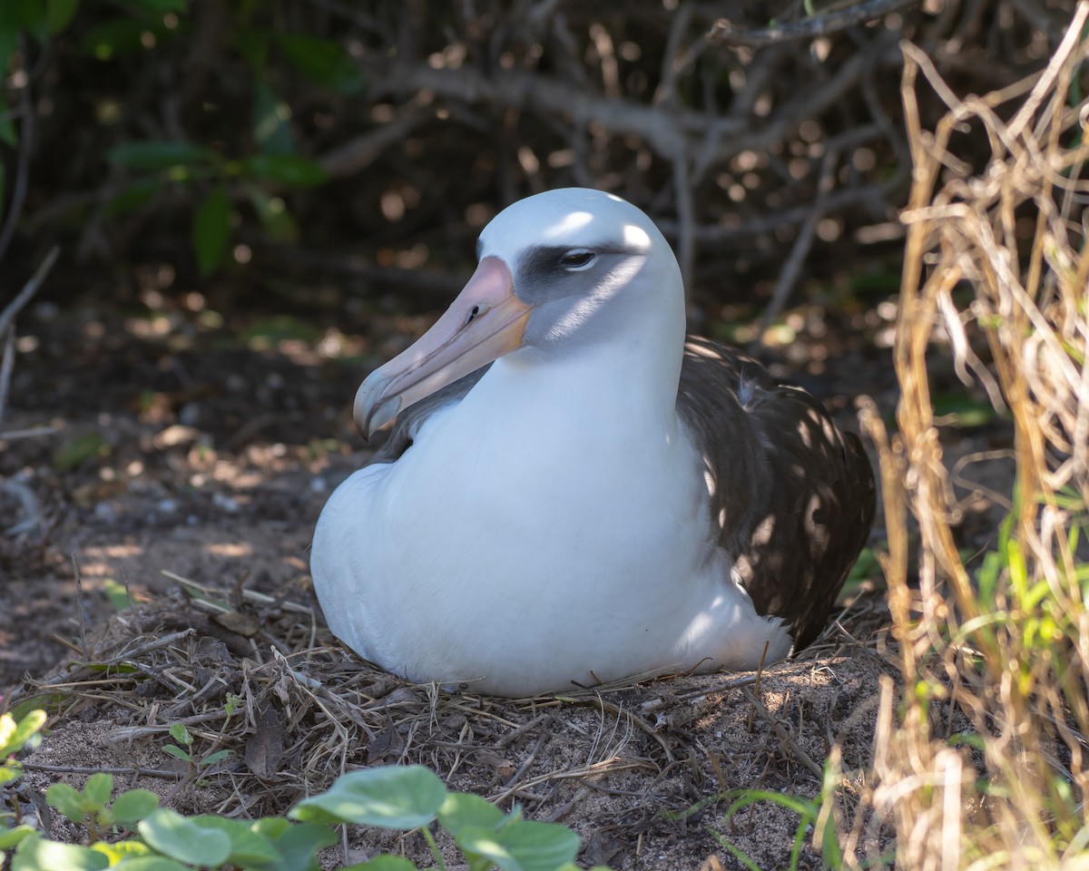 Albatros de Laysan - ML196143211