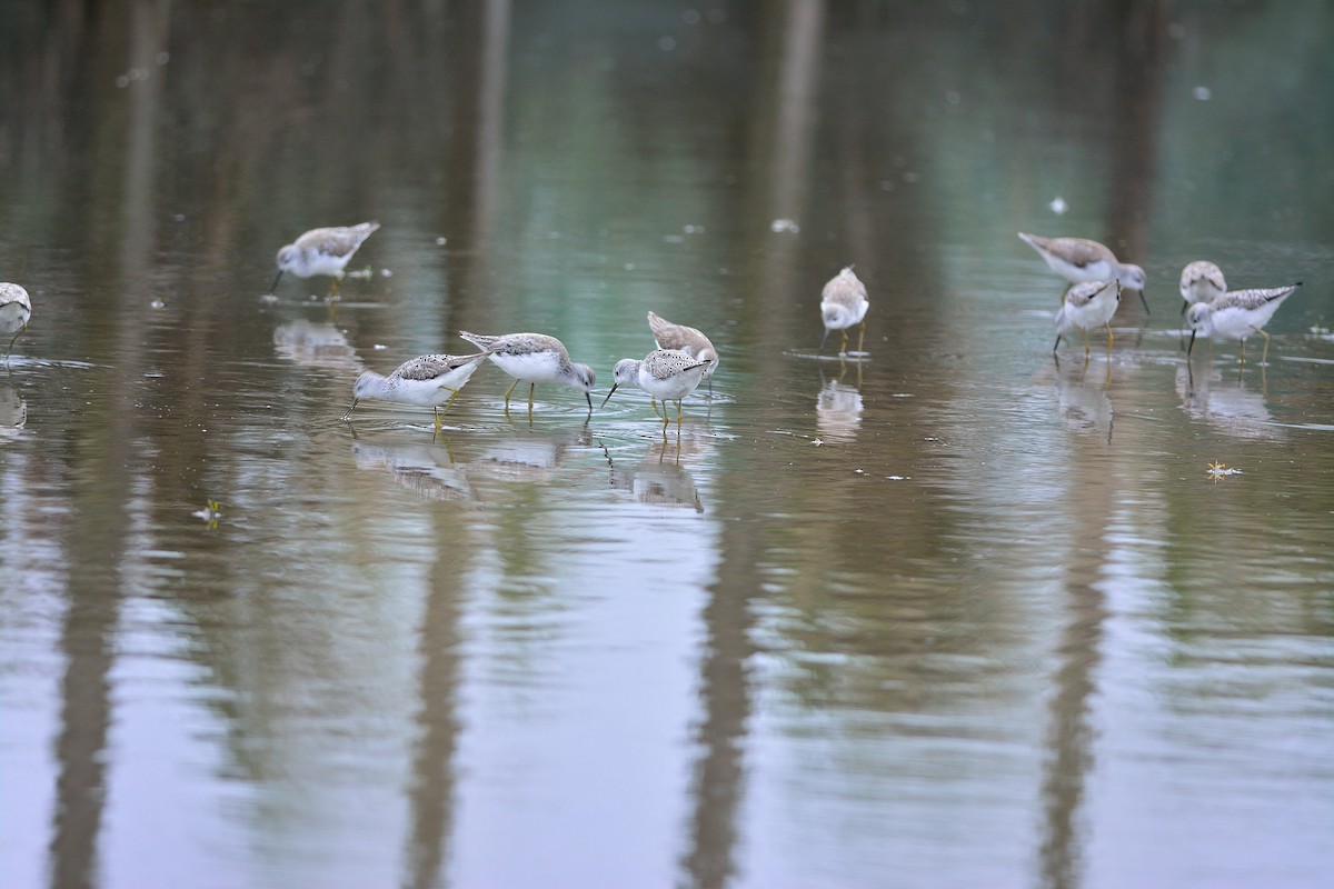 Teichwasserläufer - ML196144581