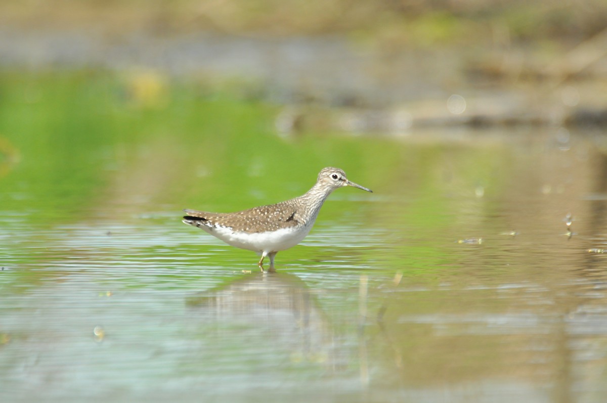 Solitary Sandpiper - ML196145681