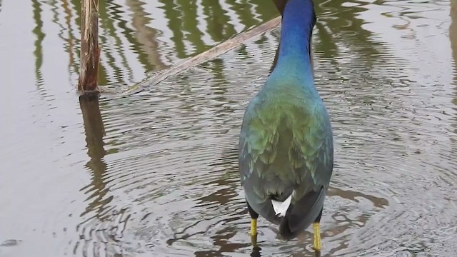 Purple Gallinule - ML196148341