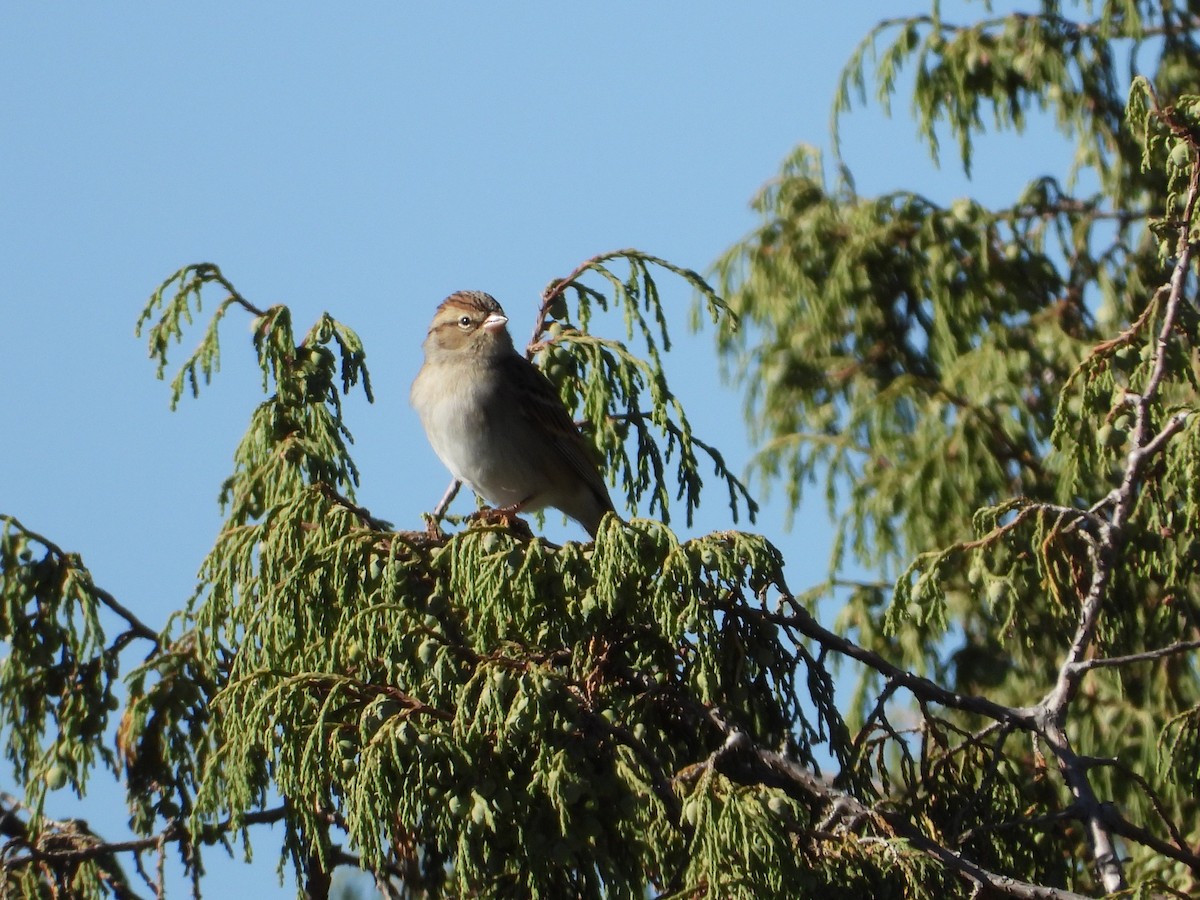 Chipping Sparrow - ML196148441