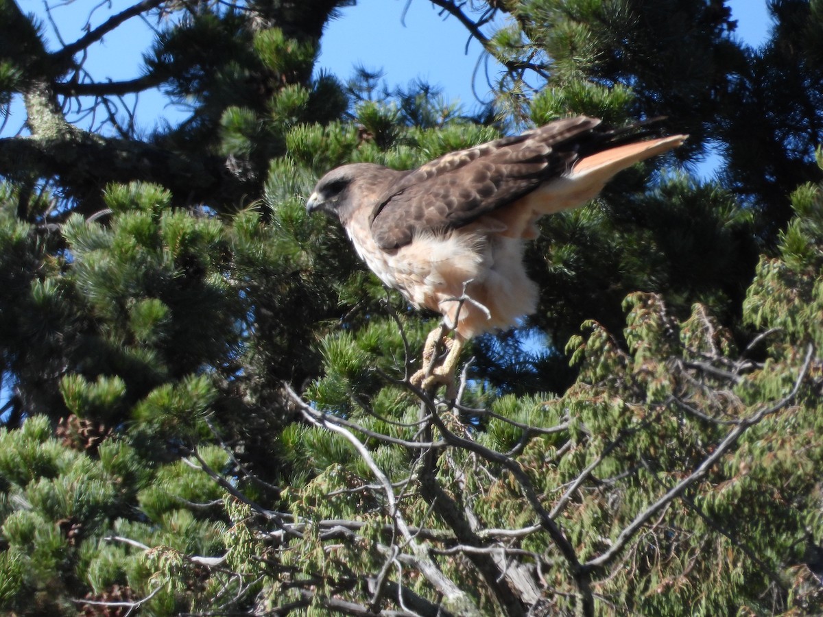 Rotschwanzbussard - ML196148981