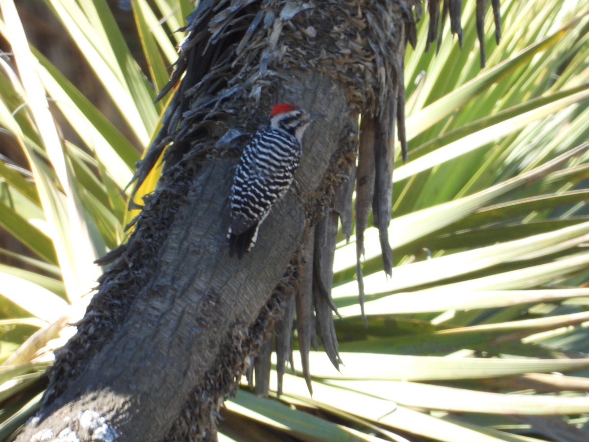 Ladder-backed Woodpecker - ML196149091