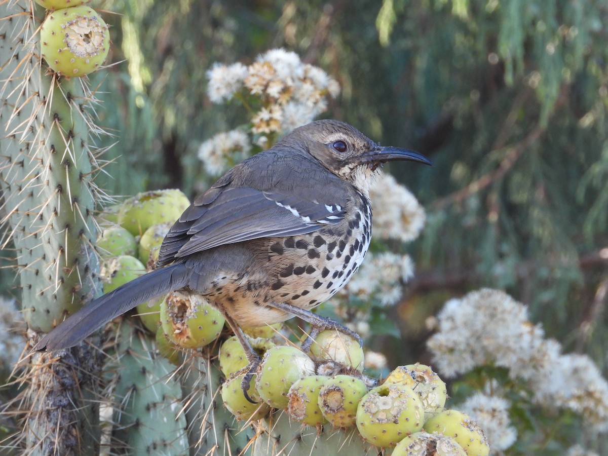 flekkspottefugl - ML196149461