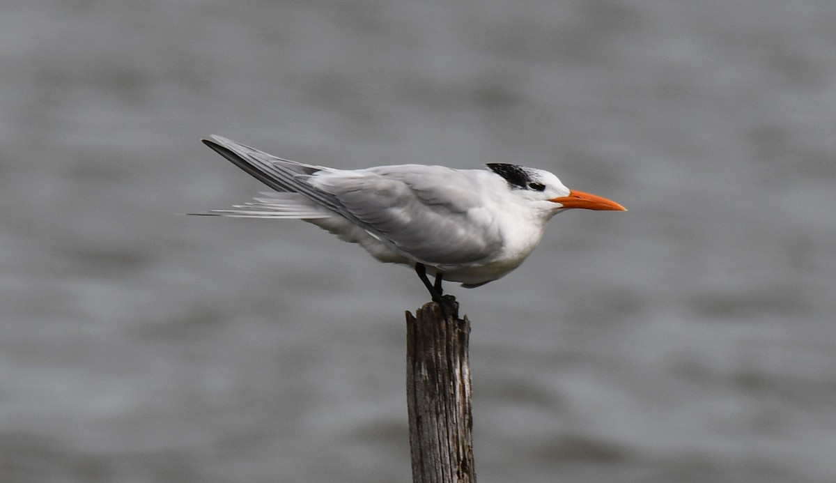 Royal Tern - ML196150531