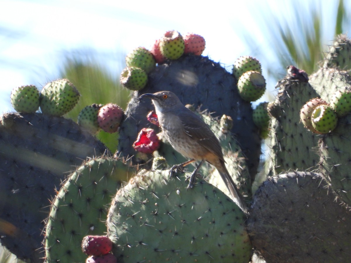 Curve-billed Thrasher - ML196150551