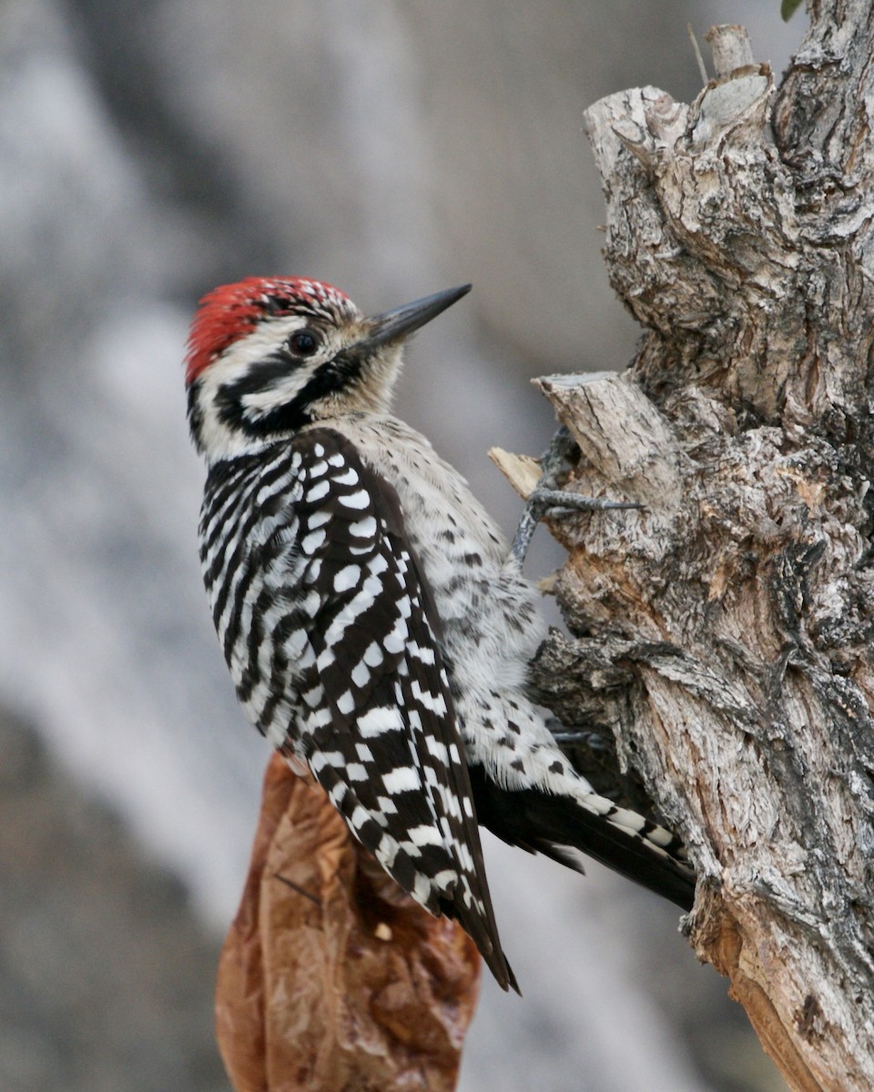 Ladder-backed Woodpecker - ML196151431