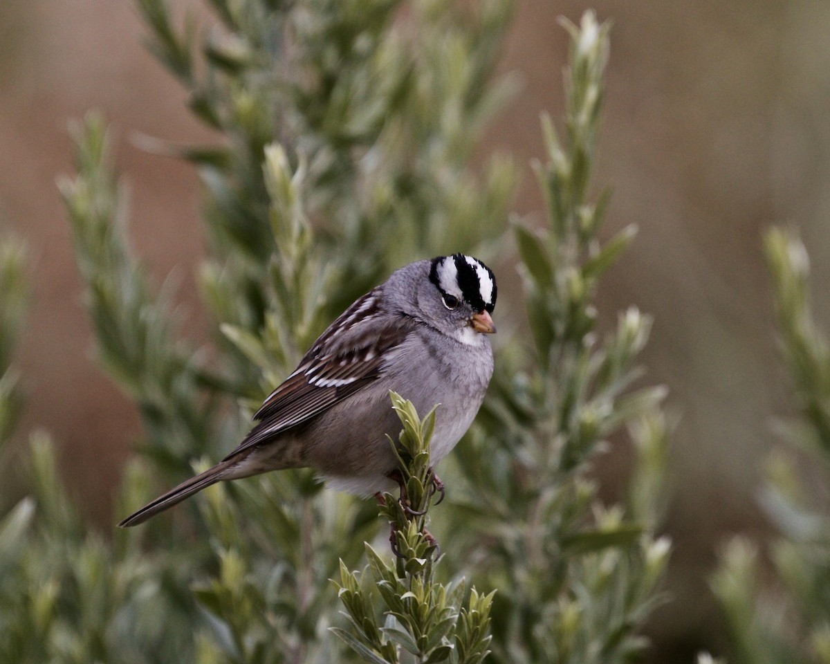 White-crowned Sparrow - ML196151671