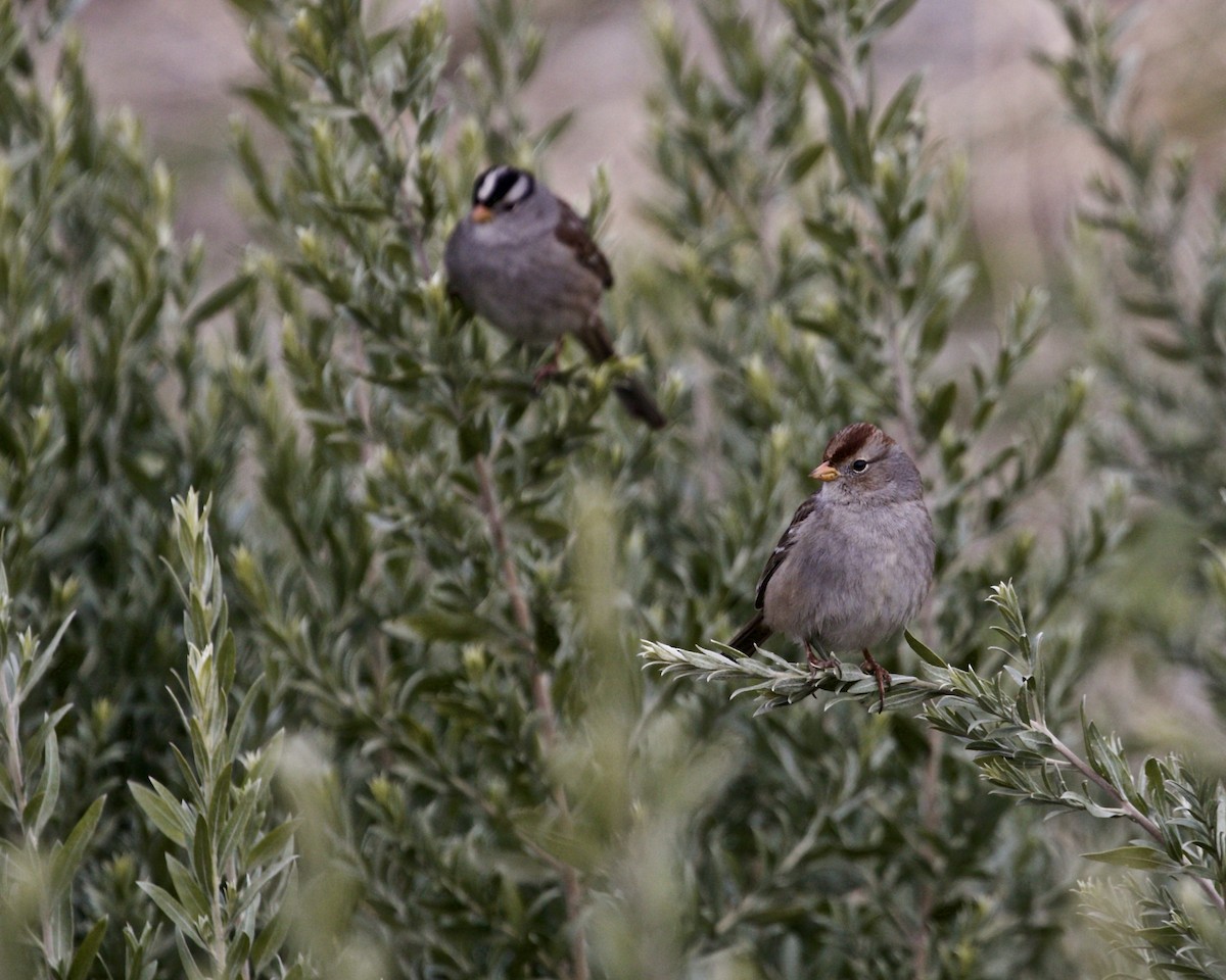 White-crowned Sparrow - ML196151681