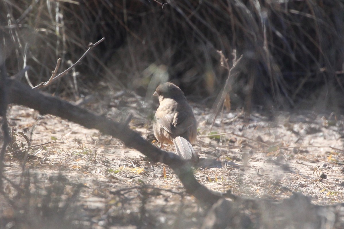 Abert's Towhee - ML196151951