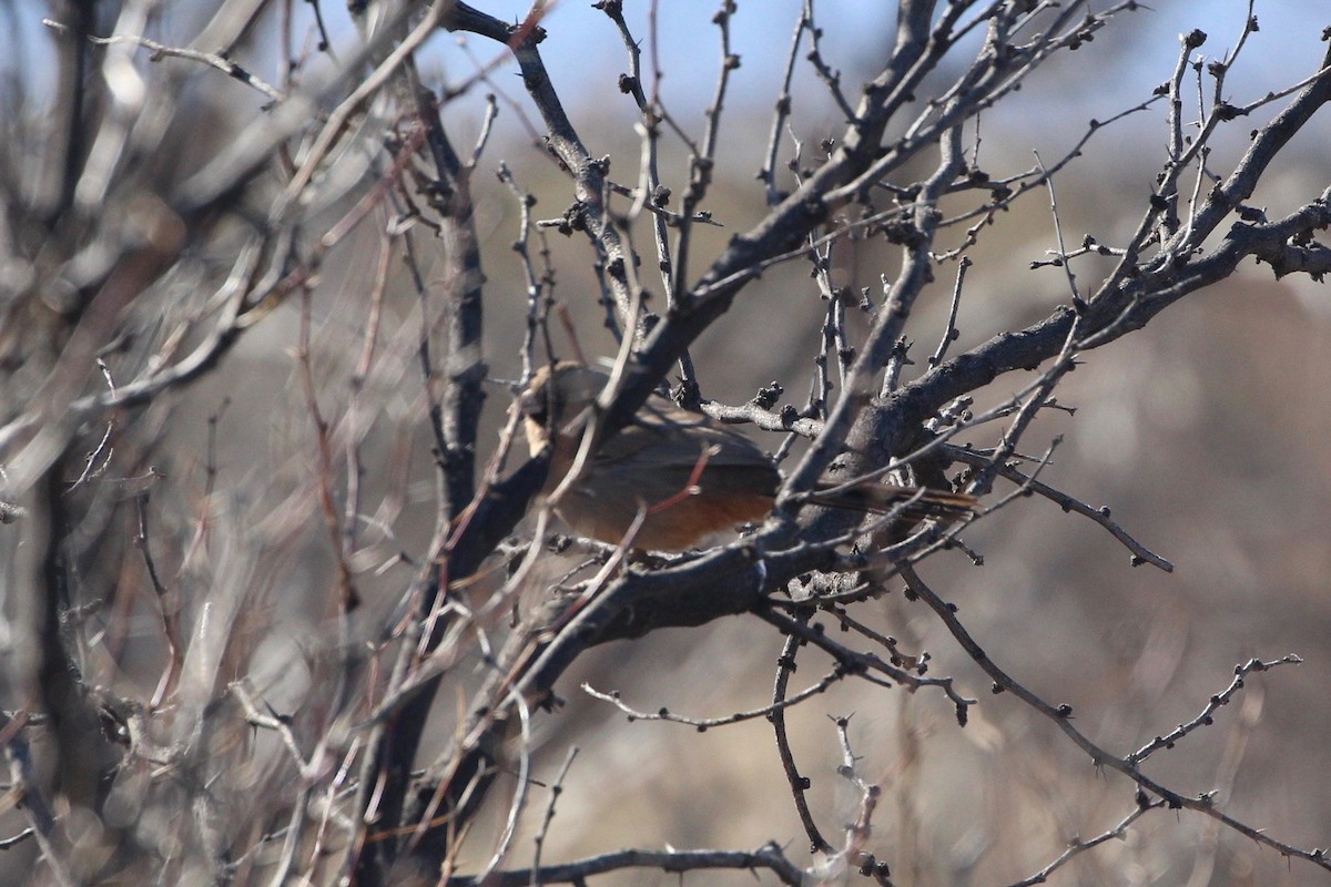 Abert's Towhee - ML196151961