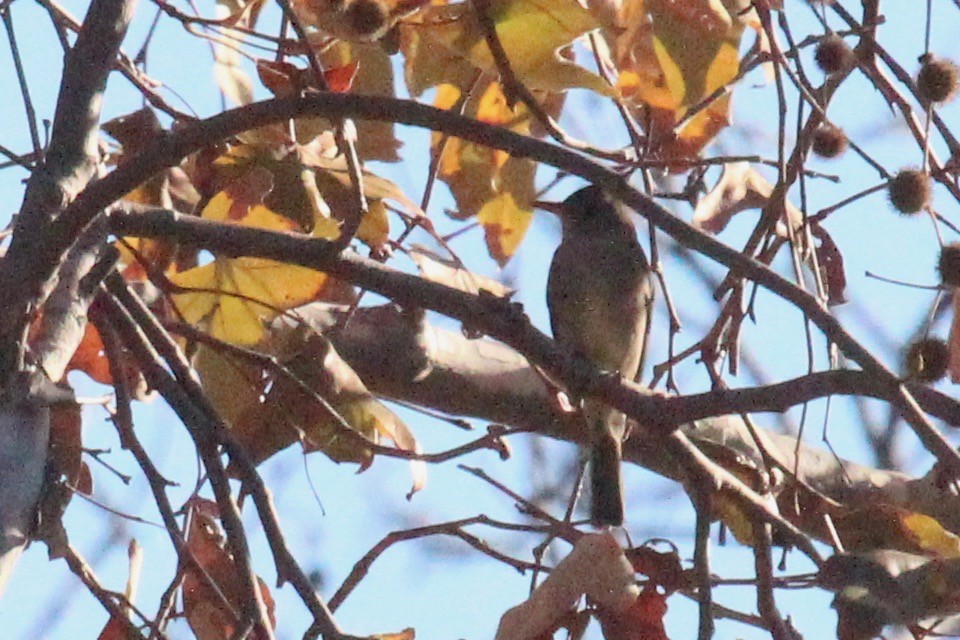 Greater Pewee - ML196152291