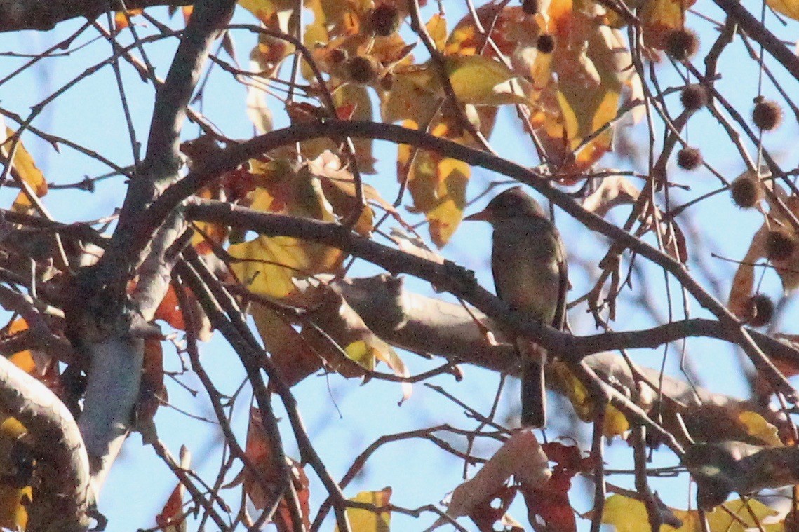 Greater Pewee - Oscar Moss