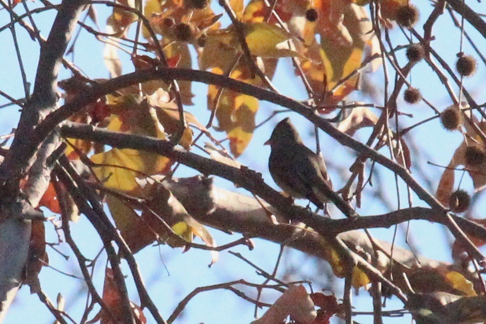 Greater Pewee - ML196152321