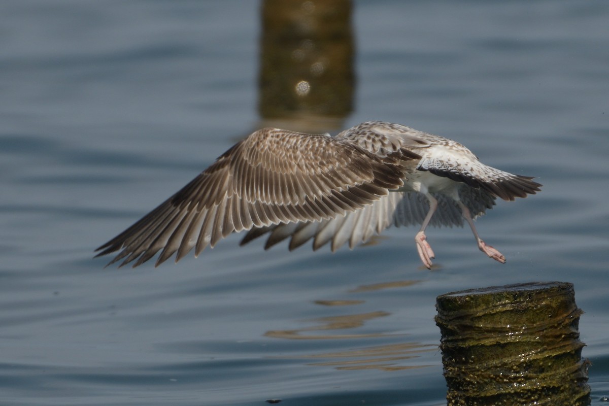 Lesser Black-backed Gull (Heuglin's) - ML196152951