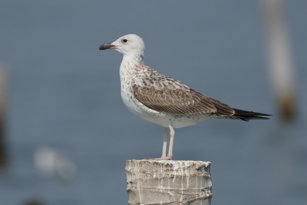 Lesser Black-backed Gull (Heuglin's) - ML196152961