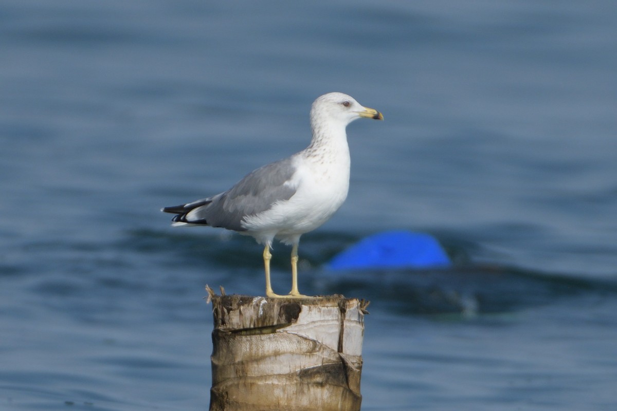 Lesser Black-backed Gull (Heuglin's) - ML196152971