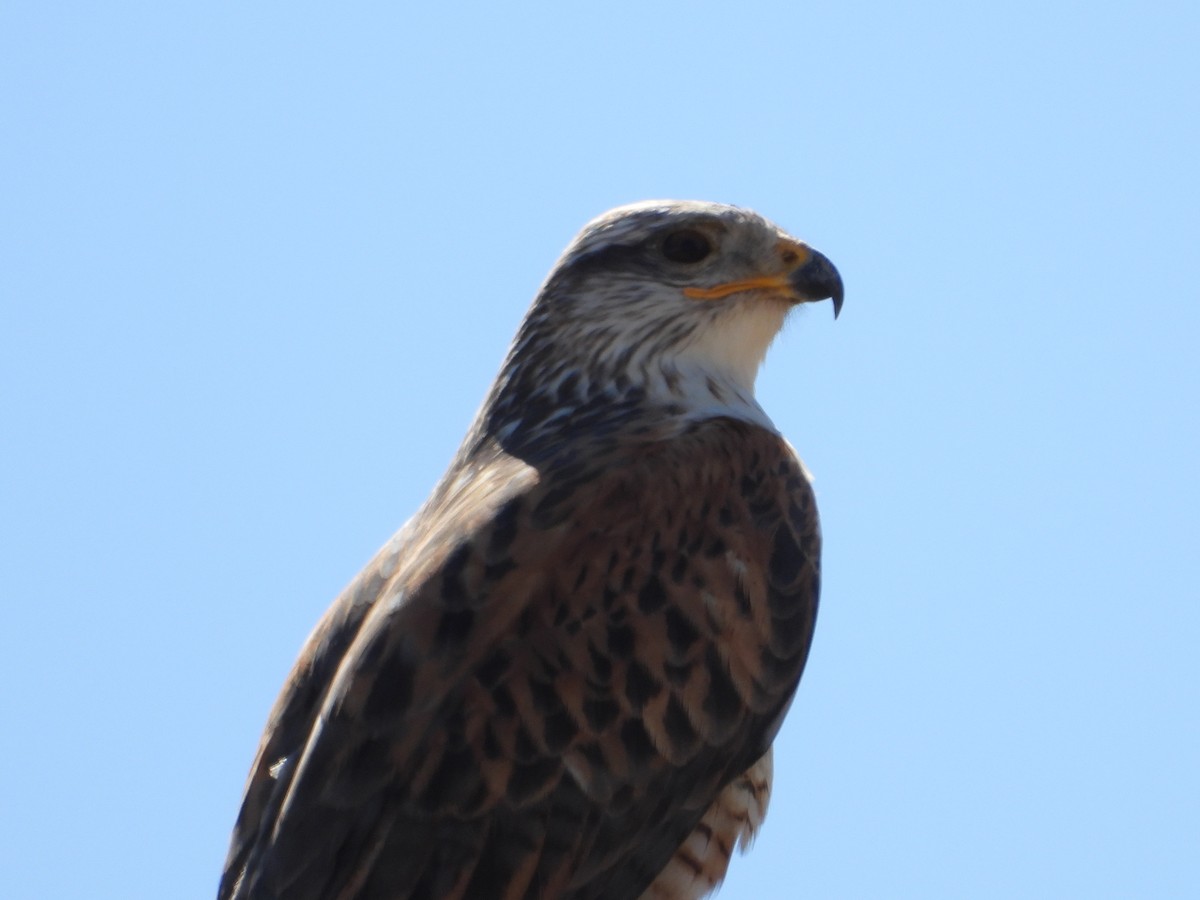 Königsbussard - ML196153101