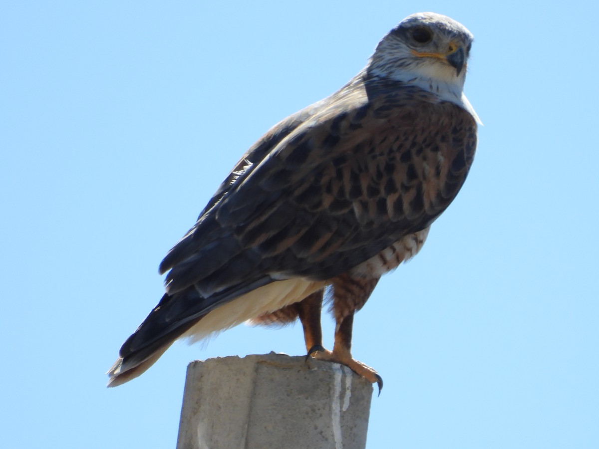 Ferruginous Hawk - ML196153151