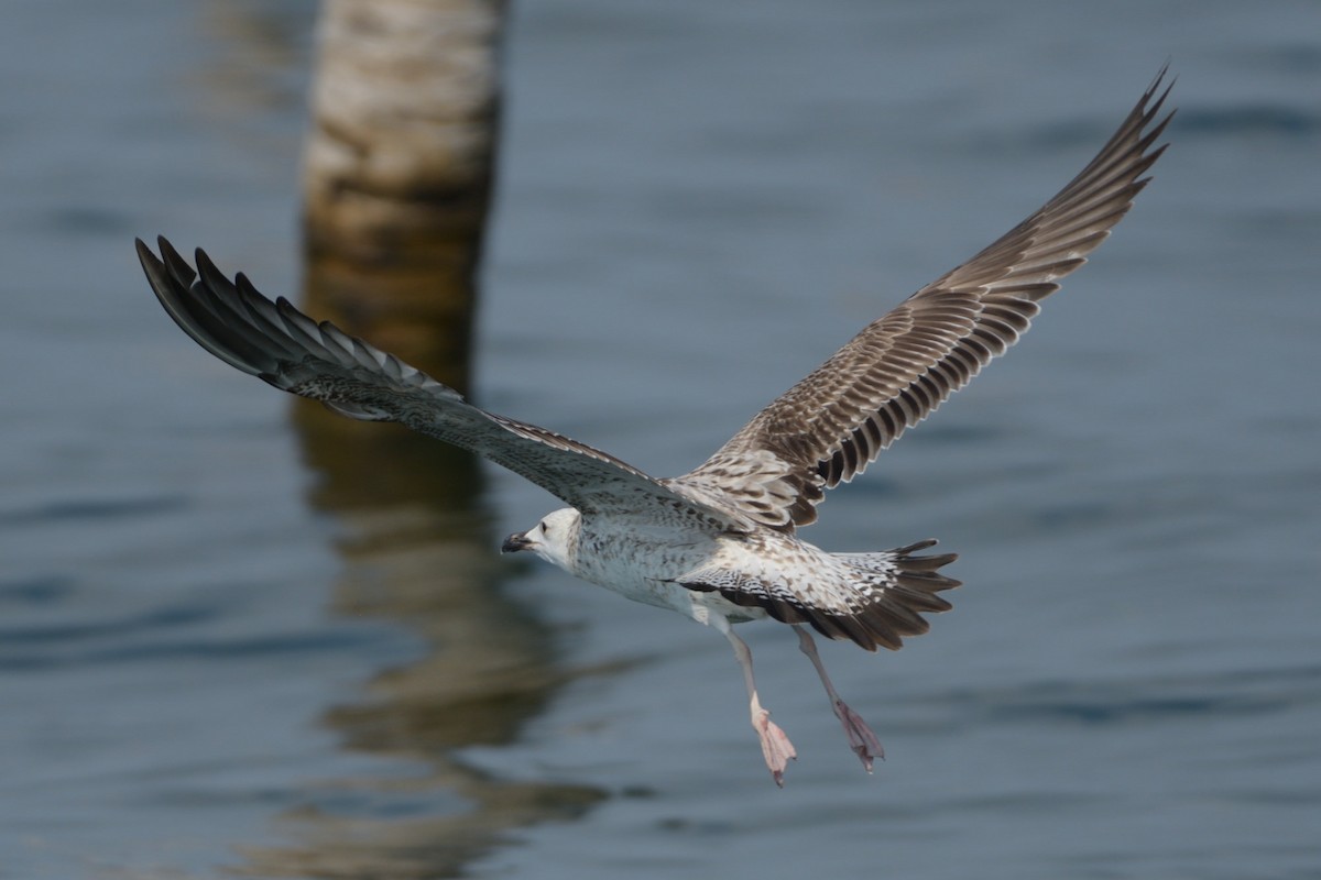 Larus sp. - ML196153161