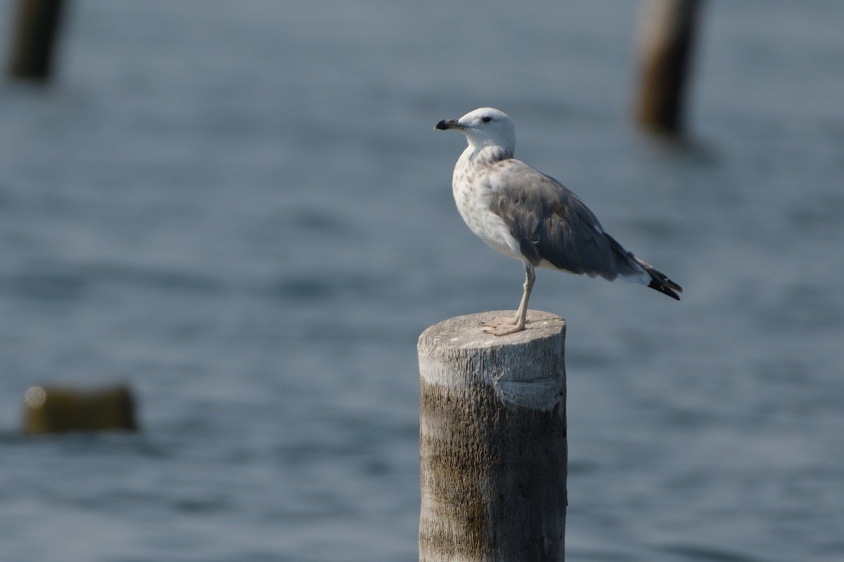 Larus sp. - ML196153191