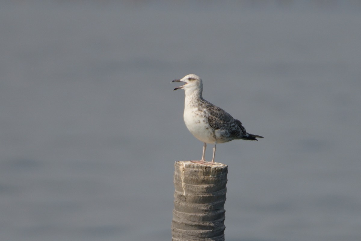 Larus sp. - ML196153201