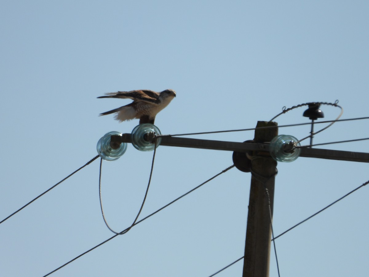 Ferruginous Hawk - ML196153291