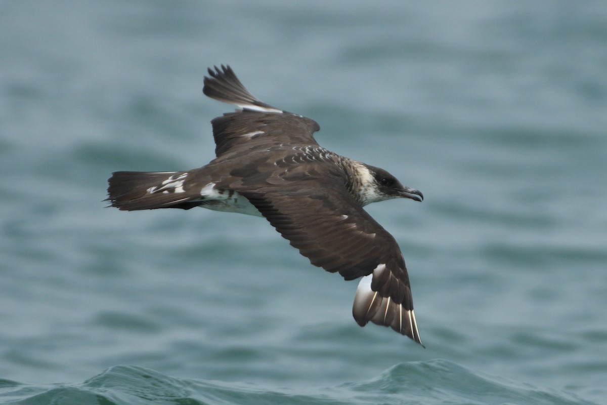 Parasitic Jaeger - ML196153331