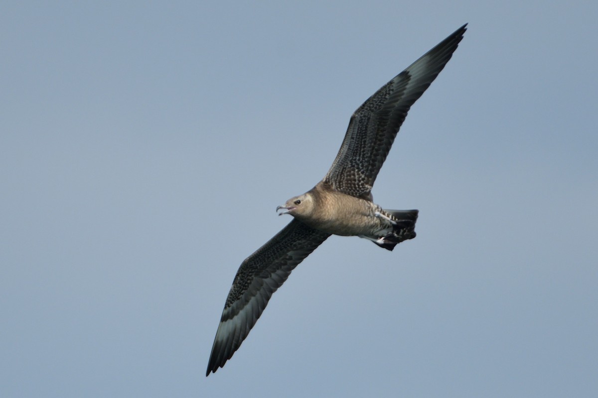 Pomarine Jaeger - ML196153371