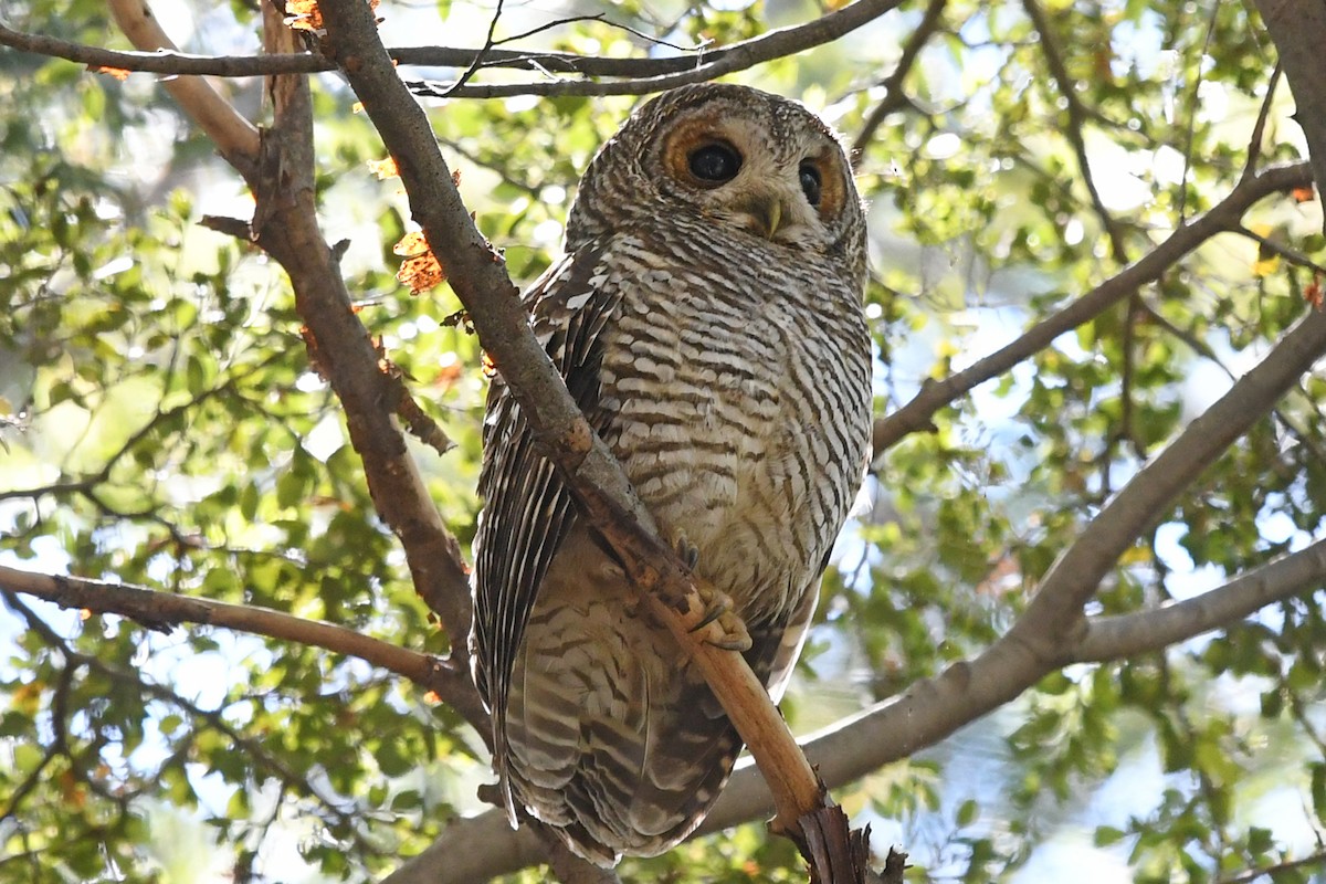 Rufous-legged Owl - Marie O'Neill