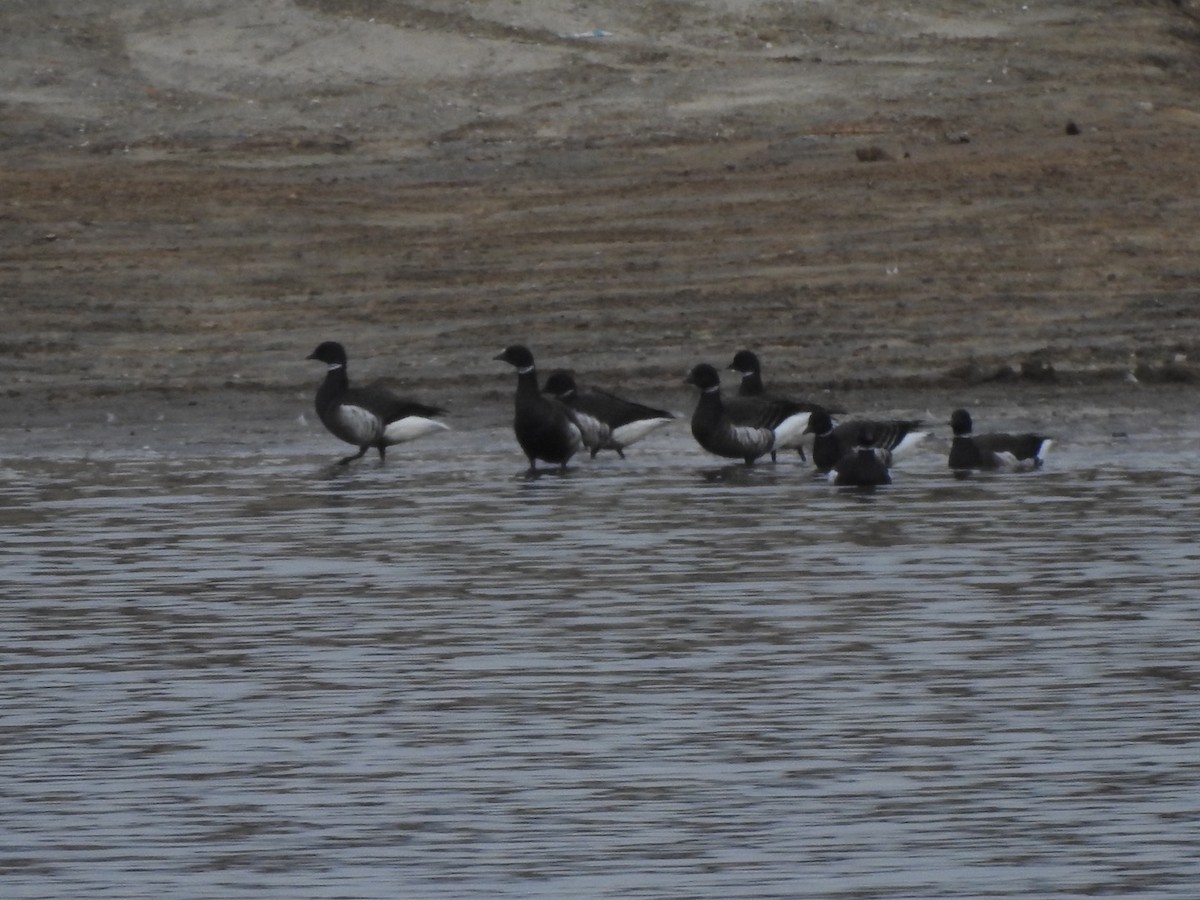 Brant - ML196155251