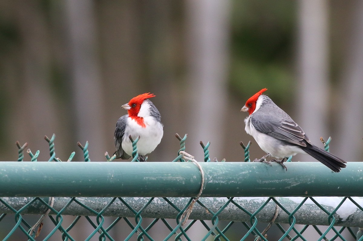 Red-crested Cardinal - ML196155271