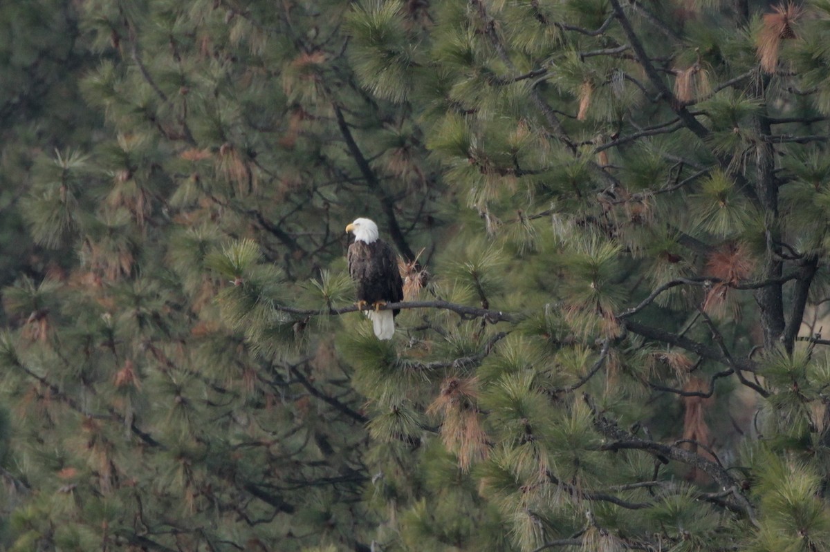 Weißkopf-Seeadler - ML196156391