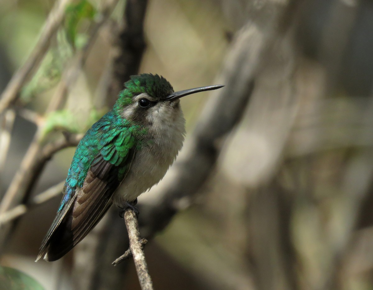 Red-billed Emerald - ML196158211