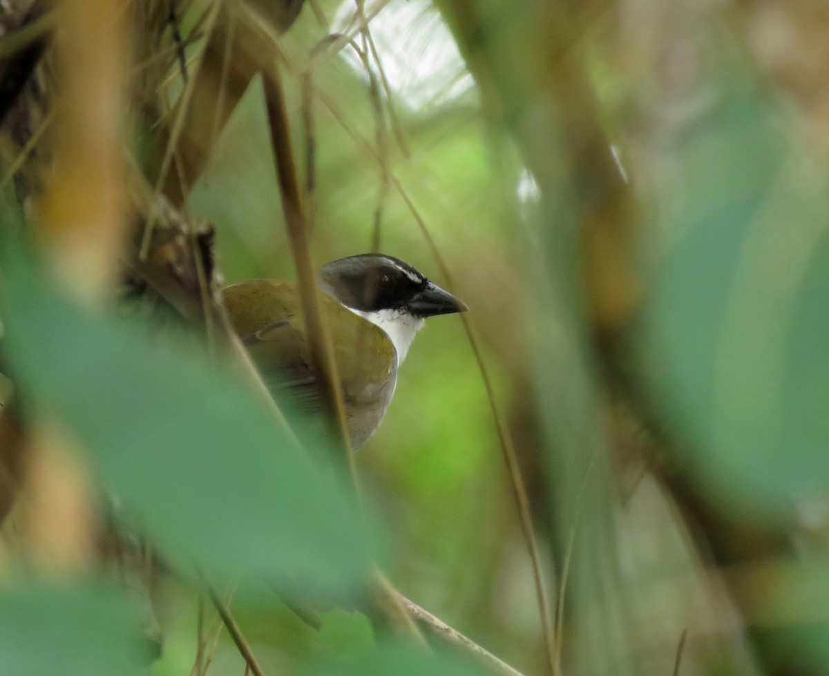 Perija Brushfinch - Iván Lau