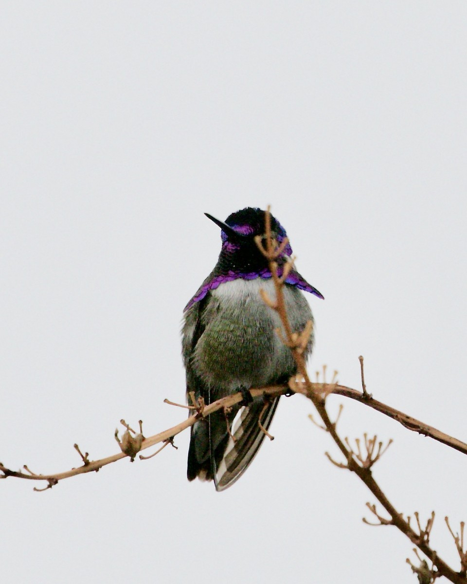 Costa's Hummingbird - ML196160771