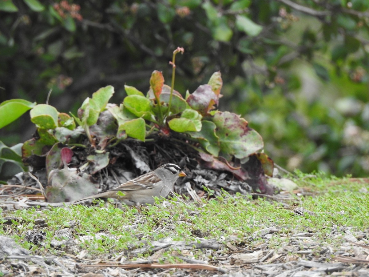 White-crowned Sparrow - ML196161291