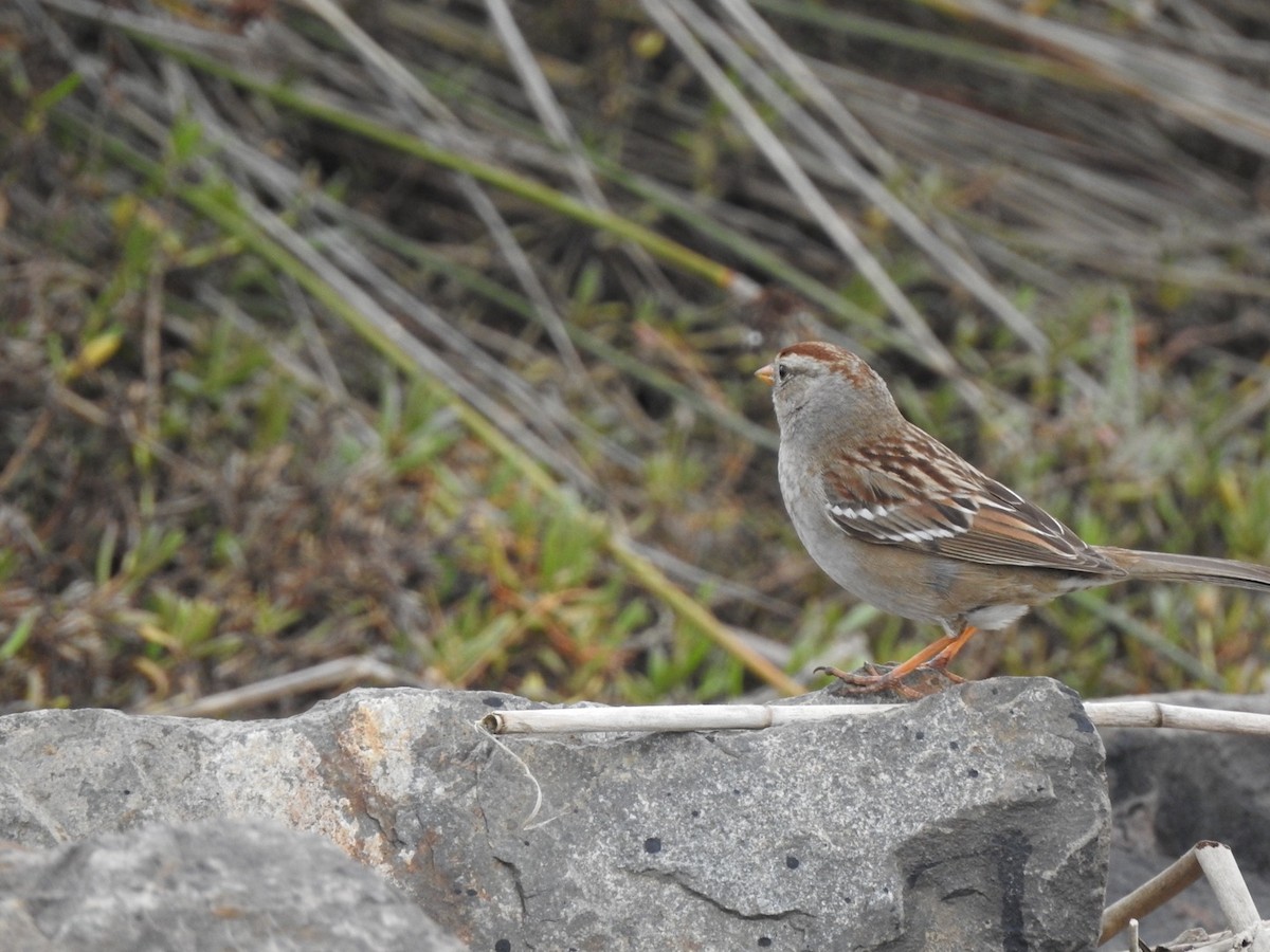 White-crowned Sparrow - ML196161311