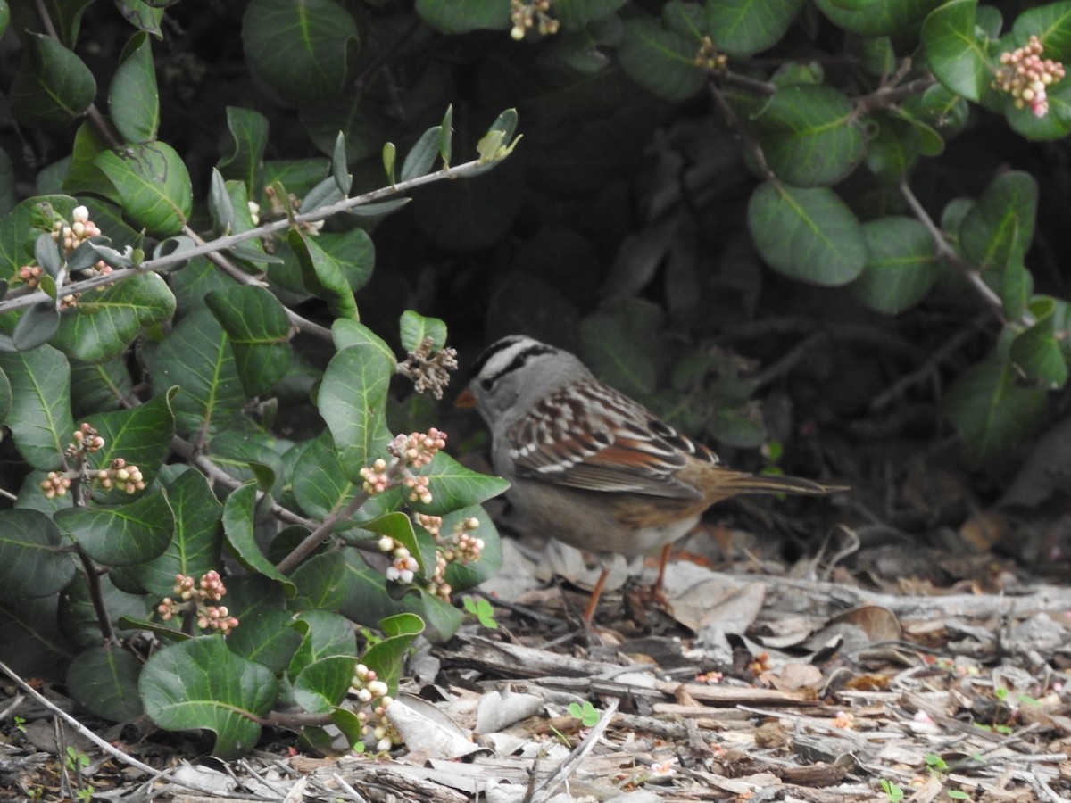 White-crowned Sparrow - ML196161321