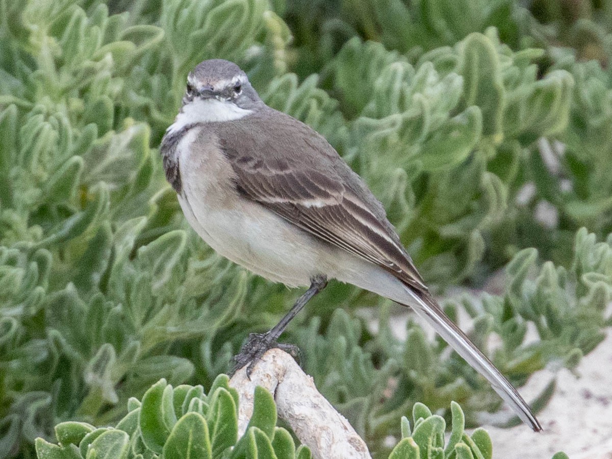 Cape Wagtail - Robert Bochenek