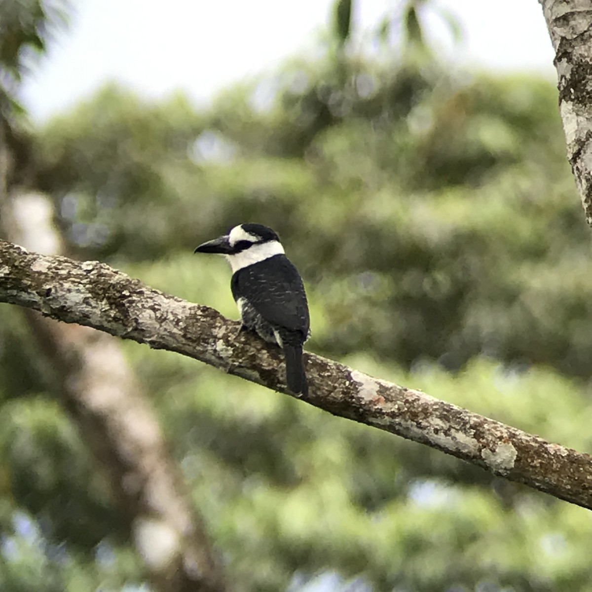 White-necked Puffbird - ML196163321